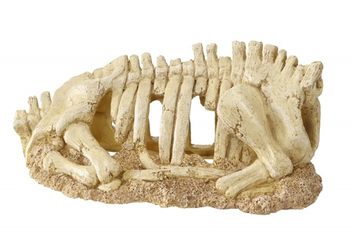 [BR_198412] Skelet romp L - 30x14x13cm
