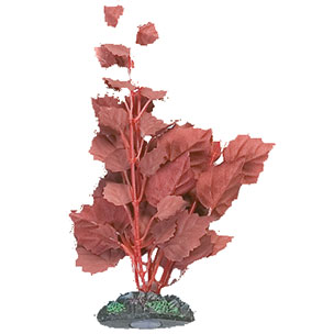 [BR_199290] AQ. PLANT ZIJDE EGYPT PLANT2 M