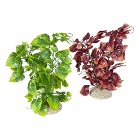 [BR_201035] Plant Anubias Nana L gemengde kleuren