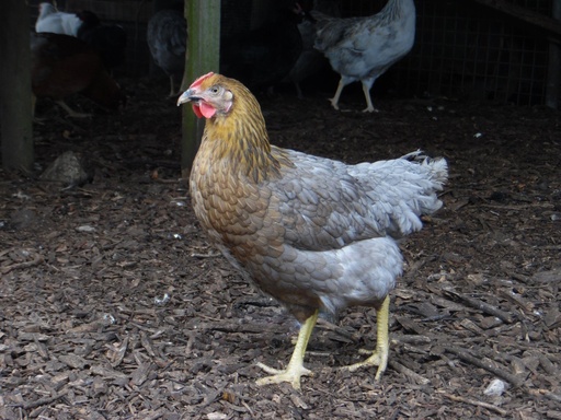 [1193213] #  Boeren legkip Koningsberger, zilverhals, Susex