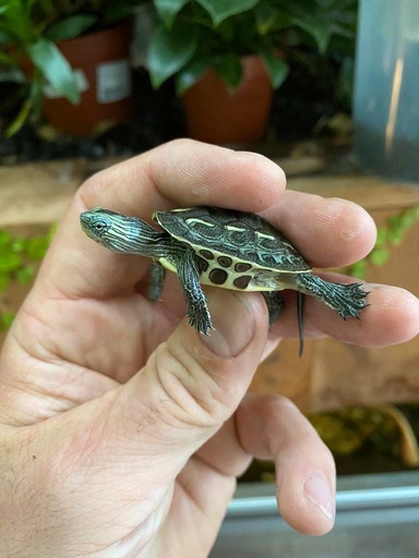 [1348] Chinese Streepschildpad, Mauremys s