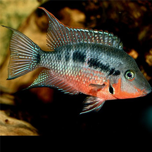 [10101] B1 ! # Vuurkeel Cichlide - Thorichthys meeki