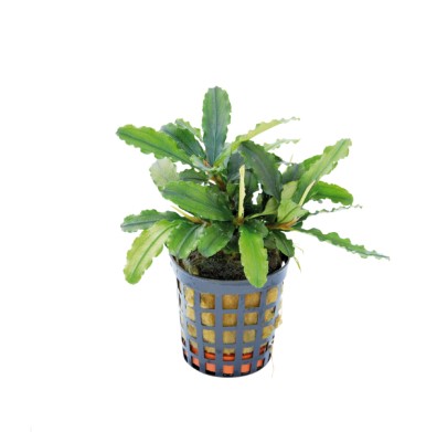 [PC220256] BUCEPHALANDRA THEIA GREEN 5cm