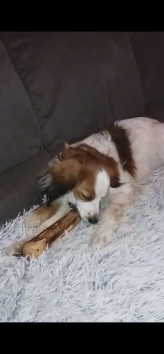 [17302               ] Ruffwood Koffie large