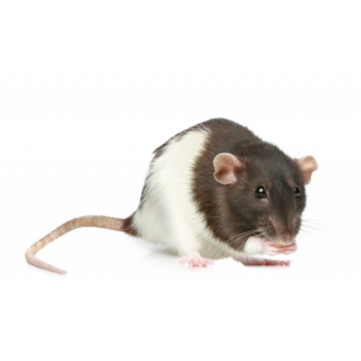 [BR_203284] Rat man tam