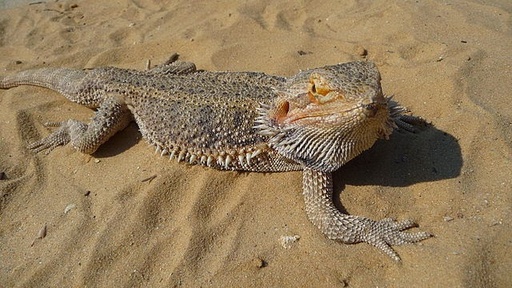 [BR_203501] Baardagaam - Pogona vitticeps blauw