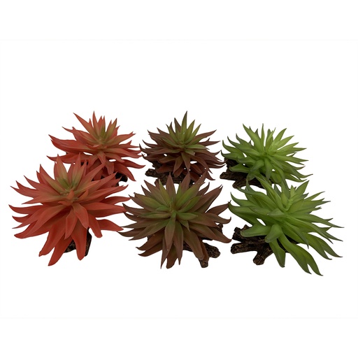 [BR_203537] Sedum 13x12,5x10cm gemengde kleuren