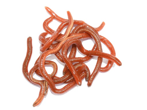 [FTI-0120] LFT Like Life - Worms 30ml.