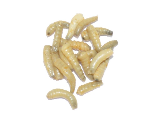 [FTI-0150] LFT Like Life - Maggots 30ml.