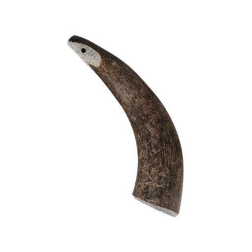 [16524] Cattle horn Medium