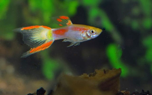 [68963] B8 * Endler Gup Geel Laser Tail M/V - Poec. Wingei Yellow Laser Tail