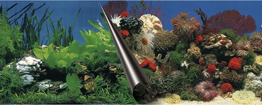[241/108833] POSTER ACHTERWAND STONE & CORAL 60x30cm