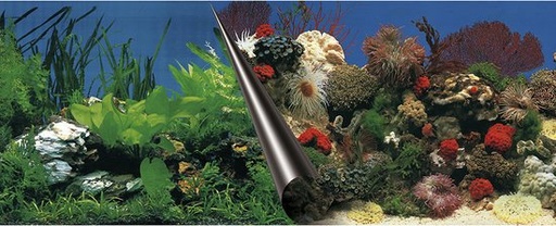 [BR_216054] POSTER ACHTERWAND STONE & CORAL 120x50cm