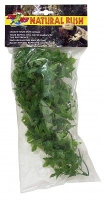 [BR_216176] Large Congo Ivy