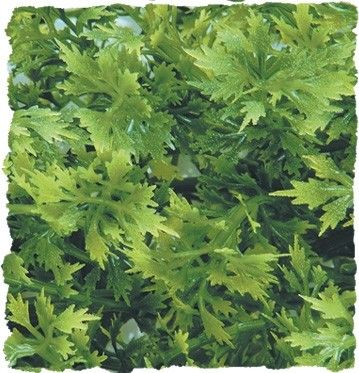 [60278034] Large Australian Maple