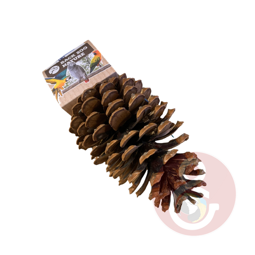 [BR_216594] Back Zoo Nature Foraging Pinecone