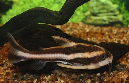 [31503] B9 Gestreepte doornmeerval - Platydoras Costatus M