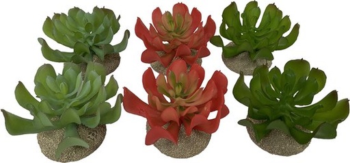 [242/465844] Echeveria 1 8,5x8x5,8cm gemengde kleuren