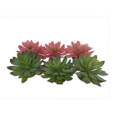 [242/465851] Echeveria 2 14x12,5x9,2cm gemengde kleuren