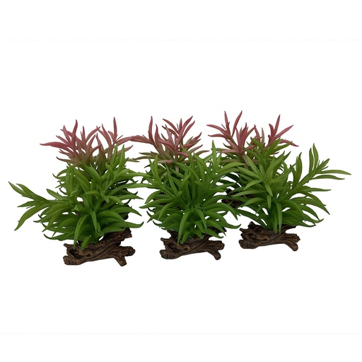 [BR_217129] Crassula 13x10,5x16cm gemengde kleuren
