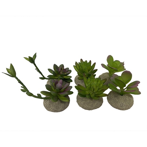 [242/465875] Succulenten 8x5,8x10,5CM gemengde kleuren