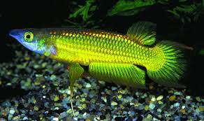 [V1451375] B16 Killivis Lineatus Goud - Aplocheilus Lineatus Gold