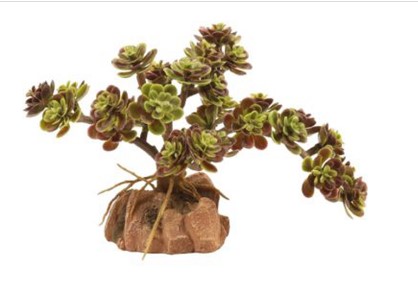 [BR_223968] Zoo Med Red Leaf Stonecrop