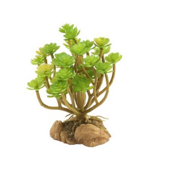 [60272976] Zoo Med Tree Houseleek