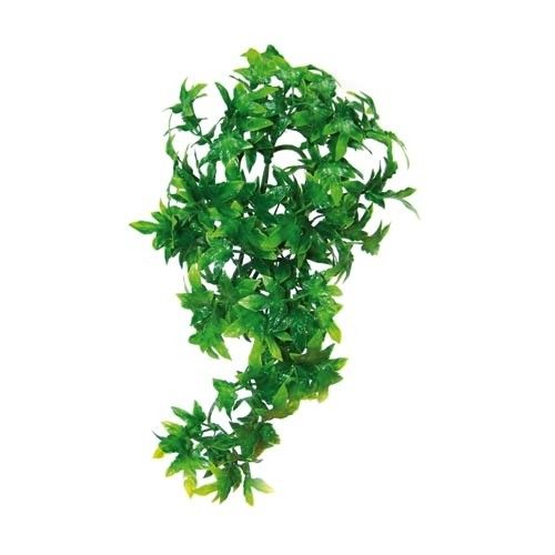 [BR_223972] Zoo Med Medium Congo Ivy