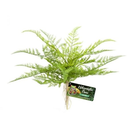 [BR_223977] Zoo Med Lace Fern