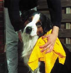 [BR_4642] Quick and easy Honden Droogdoek
