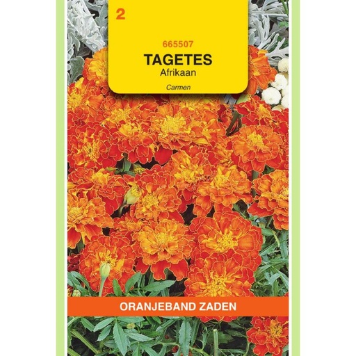 [BR_61258] OBZ Tagetes, Afrikaan Carmen