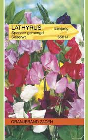 [BR_61301] OBZ Lathyrus, Reuk- of siererwt Spencer gemengd