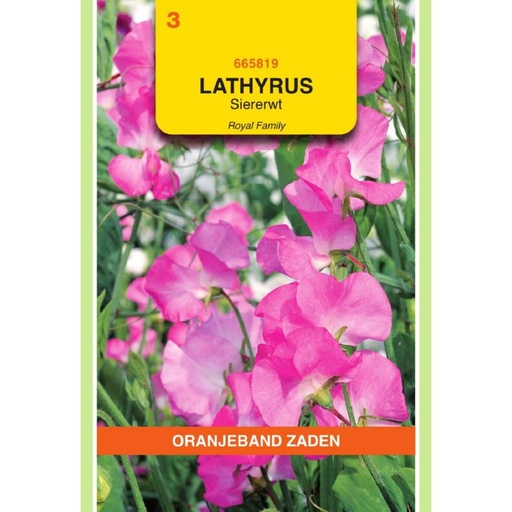 [BR_155706] OBZ Lathyrus, Reuk- of siererwt Royal, roze
