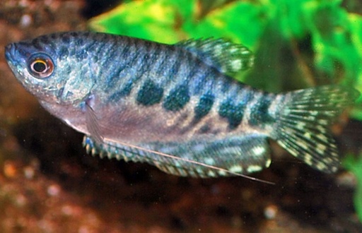[V1462213] B21 Marmergoerami Blauwe Spat Trichopodus Trichopterus Marble S