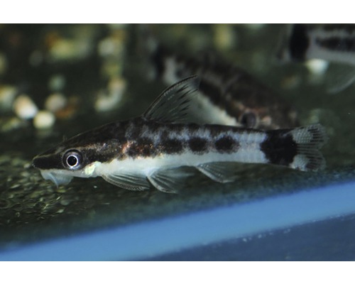 [V1458893] B18 Otocinclus Affinis Algeneter 2,2cm
