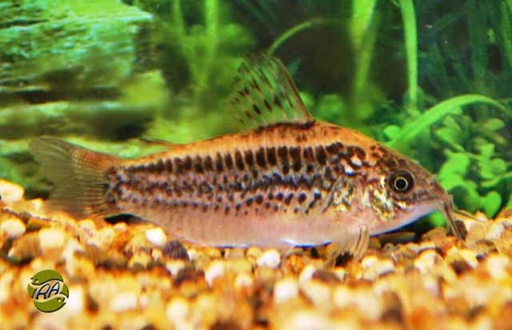 [BR_160687] Corydoras elegans