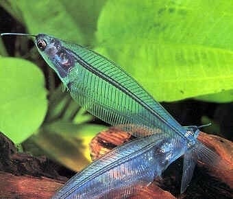 [20303] B19 * Indische glasmeerval Kryptopterus Bicirrhis M/L