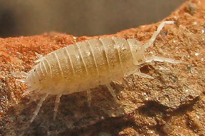 [BR_175341] Tropische pissebedden Trichorhina t