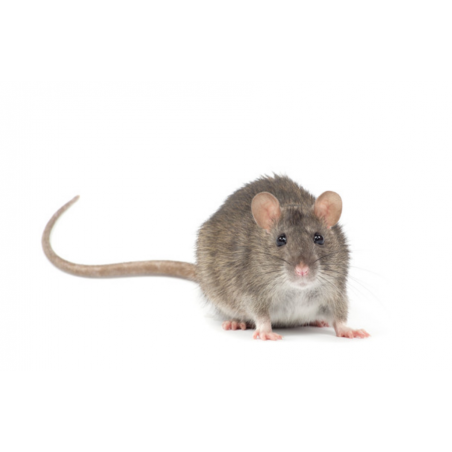 [BR_182666] Jumbo XL Rat Volwassen (Star)