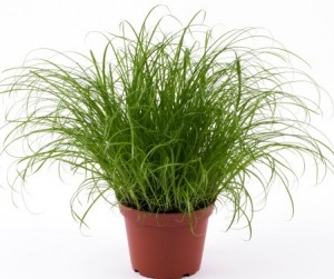 [23339.1] # Kattengras Cyperus Alternifolius zumula