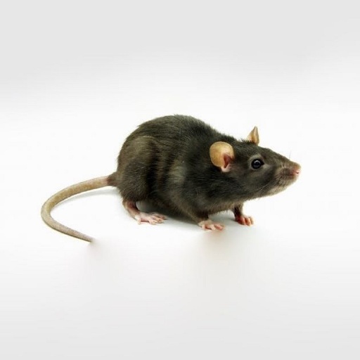 [BR_108441] Rat Man