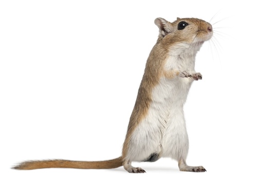 [BR_129607] Mongoolse Gerbil Vrouw