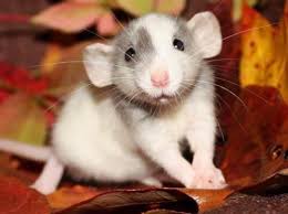 [BR_162320] RAT DUMBO MAN