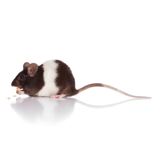 [D101] Kleurmuis vrouw