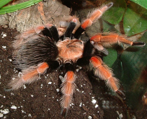 [BR_179316] Mexicaanse Roodpootogelspin - Brachypelma boehmei