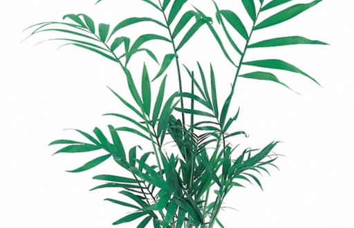 [BR_160429] Chamaedorea elegans