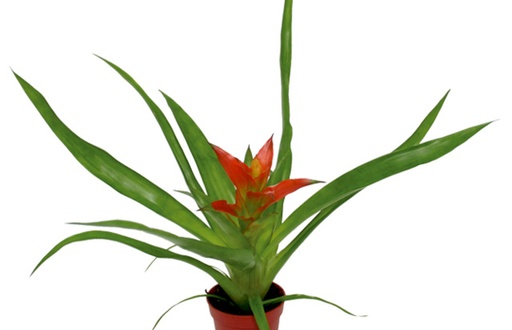 [BR_150067] Bromelia Guzmania Mix - Pt