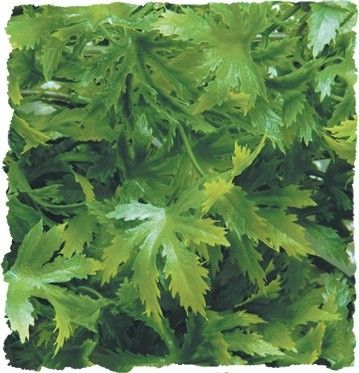 [BR_145146] Zoo Med Small Cannabis
