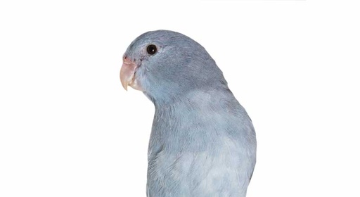 [BR_177320] Agapornis Forpus